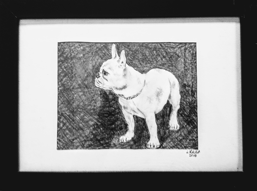 "Fransk Bulldog hvid"